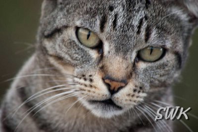 Katze
